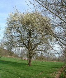 Poirier en fleurs