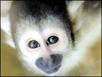 Sponge Bob the squirrel monkey
